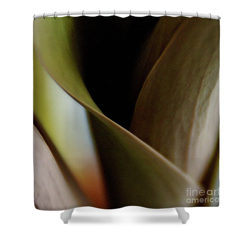 Tulip Shower Curtain featuring the photograph Tulip by Linda Shafer