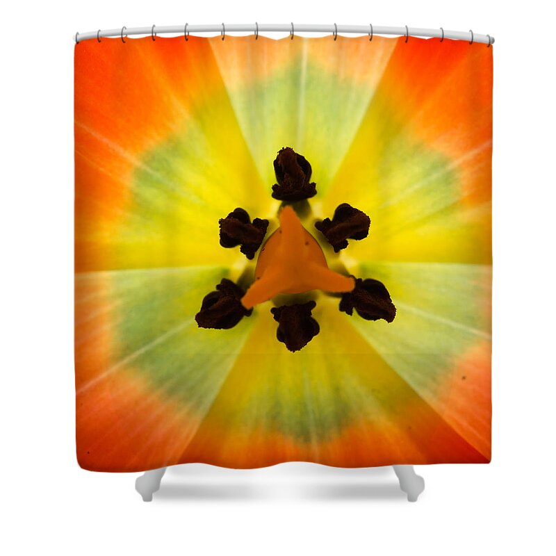 Tulip Shower Curtain featuring the photograph Tulip by Patricia Schaefer
