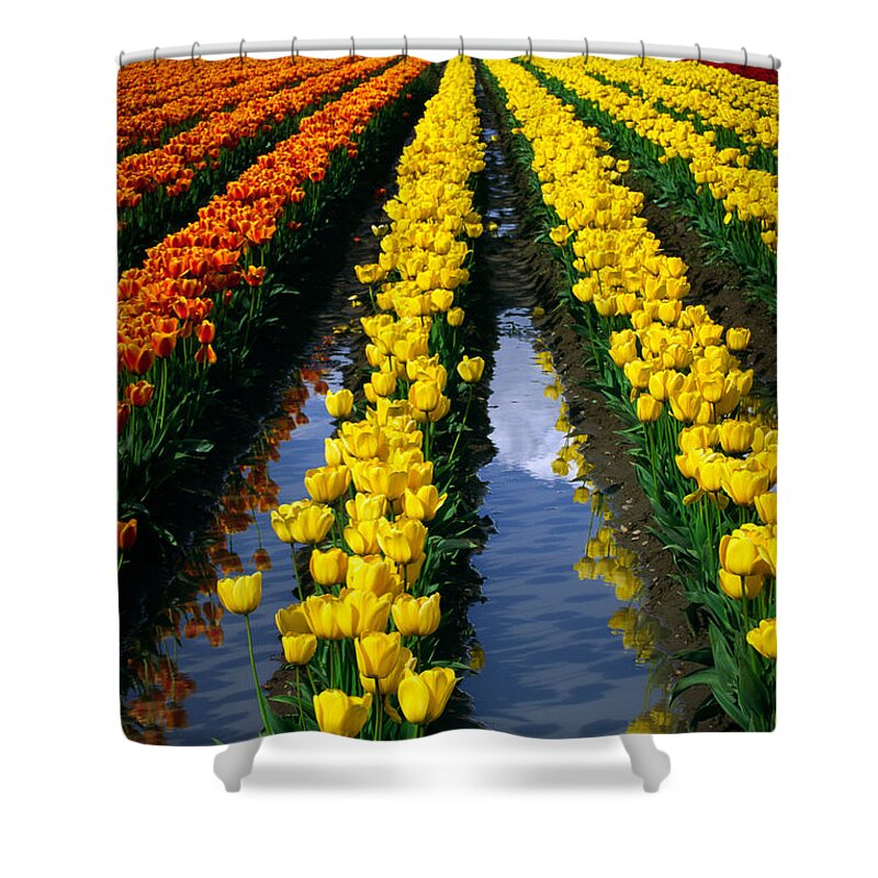 America Shower Curtain featuring the photograph Tulip Reflections by Inge Johnsson