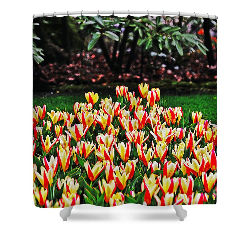 Travel Shower Curtain featuring the photograph Tulip Stripe Garden by Elvis Vaughn