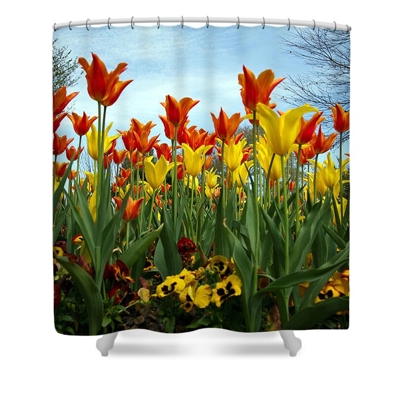 Flowers Shower Curtain featuring the photograph Tulip Time by Farol Tomson