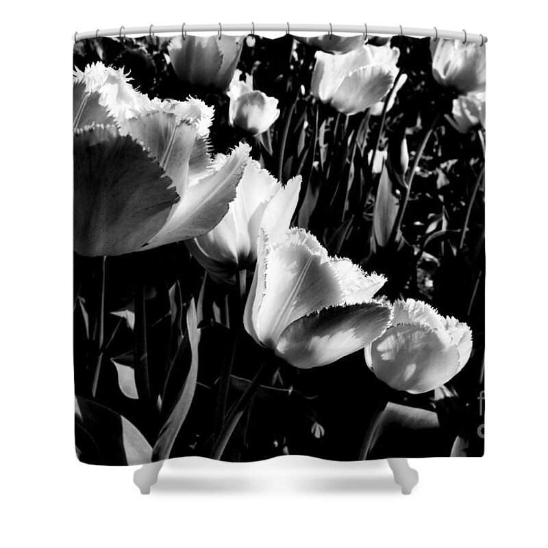 Spring Shower Curtain featuring the photograph Tulips by Dariusz Gudowicz