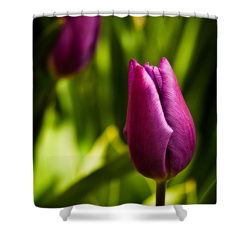 Flower Shower Curtain featuring the photograph Tulips by Davorin Mance