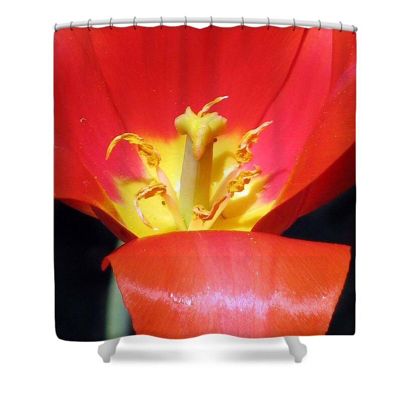 Tulip Shower Curtain featuring the photograph Tulips - Filled With Desire 08 by Pamela Critchlow