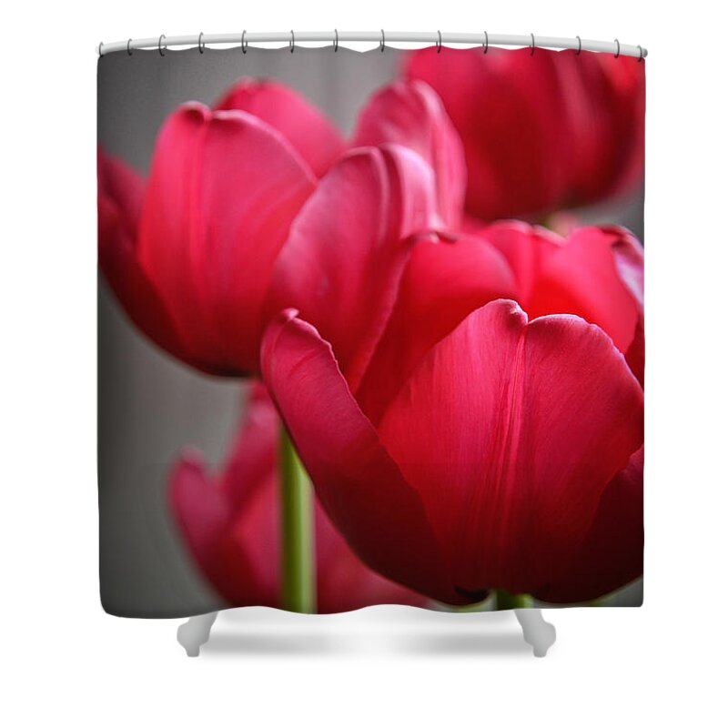 Pink Tulips Shower Curtain featuring the photograph Tulips in the Morning Light by Mary Machare