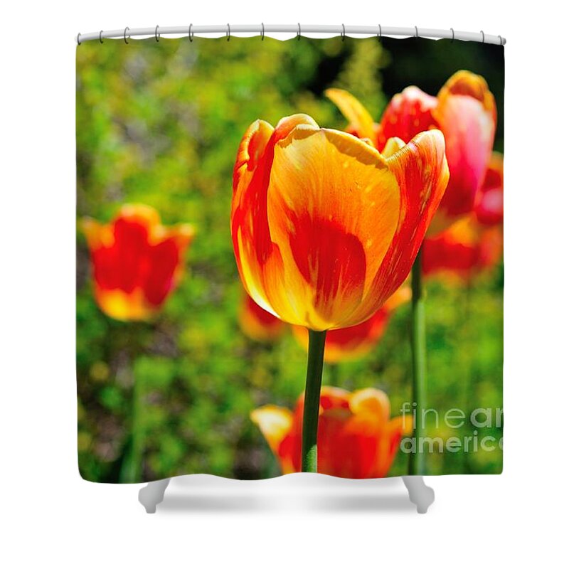Tulips Shower Curtain featuring the photograph Tulips by Joe Ng