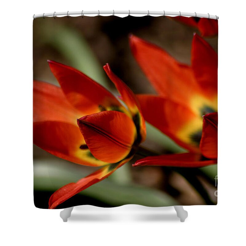 Tulips Shower Curtain featuring the photograph Tulips On Fire by Living Color Photography Lorraine Lynch