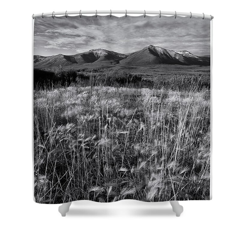 Foxtail Barley Shower Curtain featuring the photograph Tundra Summer by Priska Wettstein
