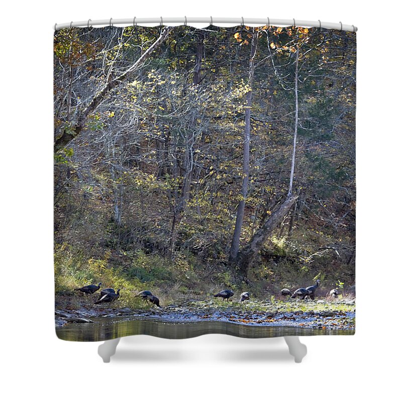 Wild Turkey Shower Curtain featuring the photograph Turkey Crossing at Big Hollow by Michael Dougherty