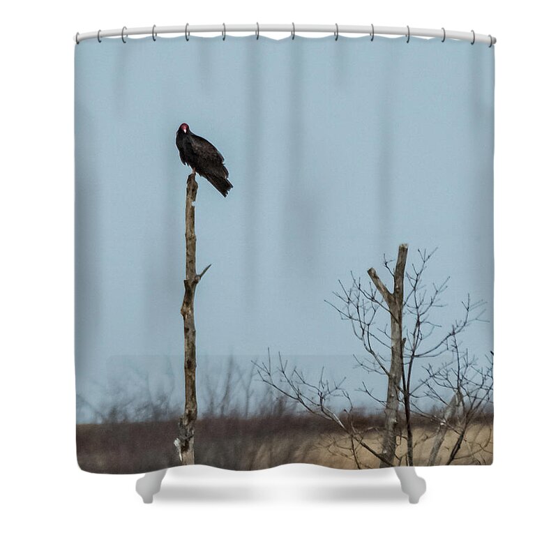 Turkey Vulture Shower Curtain featuring the photograph Turkey Vulture by Holden The Moment