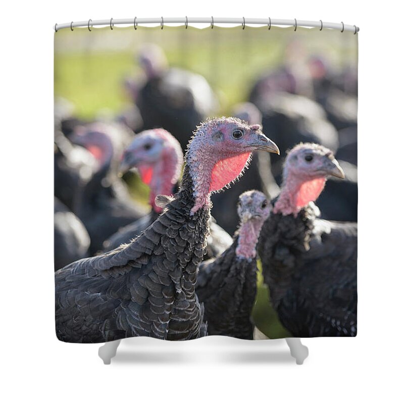 Free Range Shower Curtain featuring the photograph Turkeys On Free Range Turkey Farm by Monty Rakusen