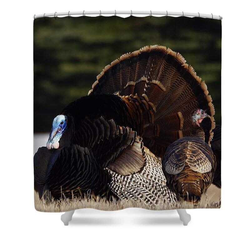 Turkeys Shower Curtain featuring the photograph Turkey's by Steven Clipperton