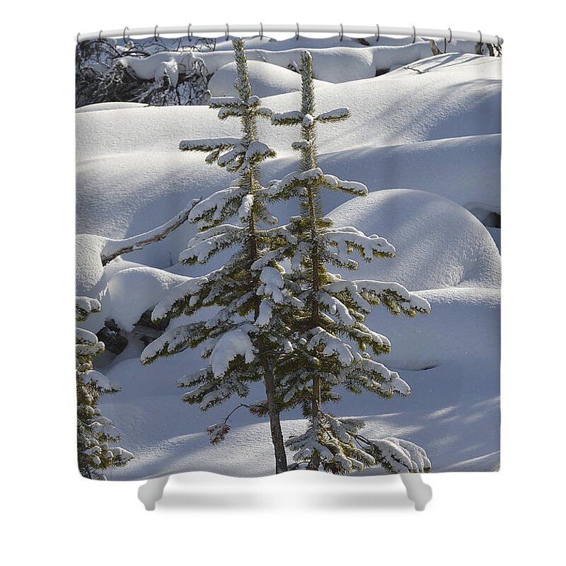 Christmas Shower Curtain featuring the photograph Twin Christmas Trees by Bill Cubitt