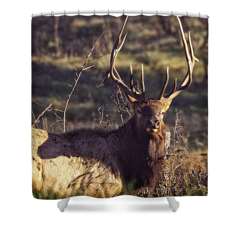 Bull Elk Shower Curtain featuring the photograph Twin Forks Up Close by Michael Dougherty