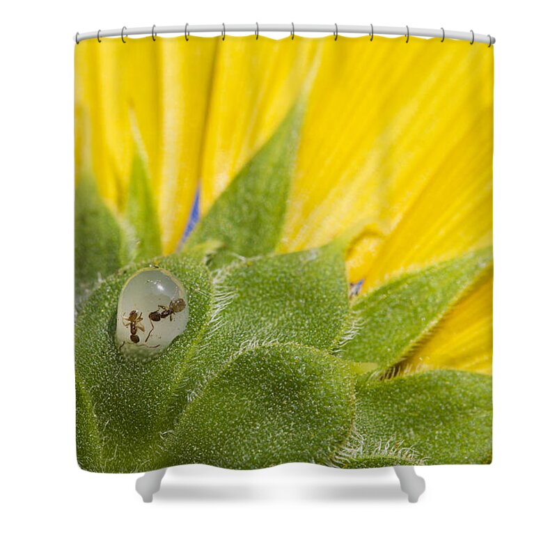 Sunflower Shower Curtain featuring the photograph Two Ants Entombed in Sunflower Resin by Steven Schwartzman