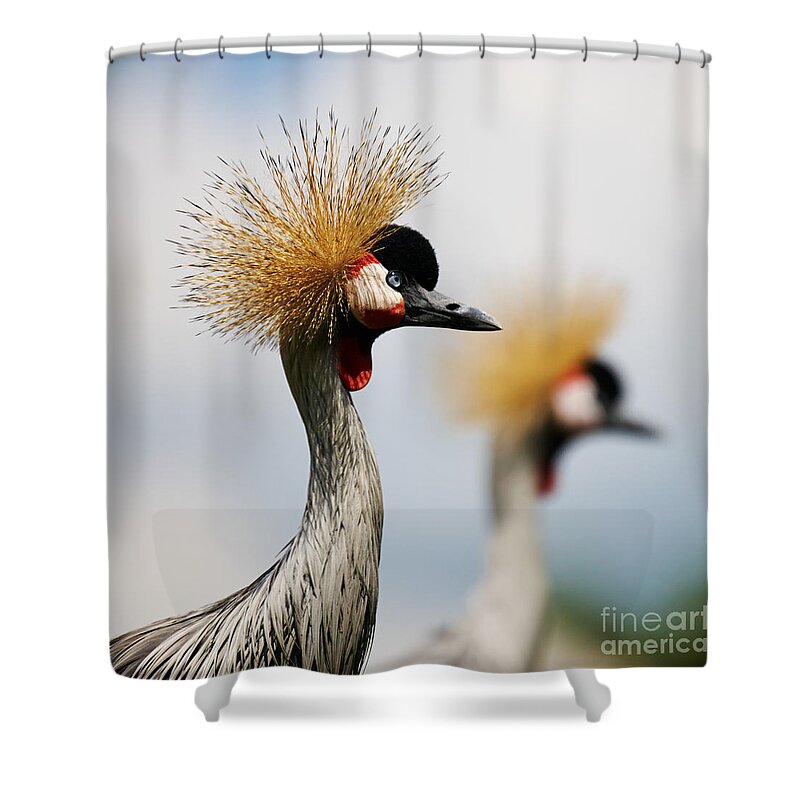 Black Shower Curtain featuring the photograph Two Black Crowned Cranes by Nick Biemans