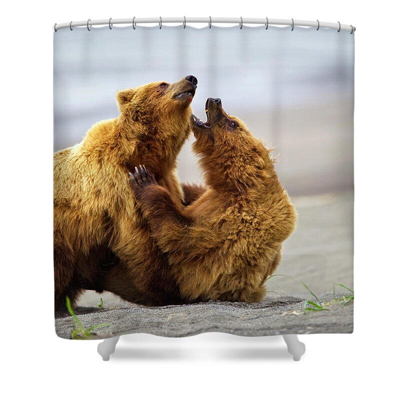 Brown Bear Shower Curtain featuring the photograph Two Brown Bears Fighting On A Beach At by Richard Wear / Design Pics