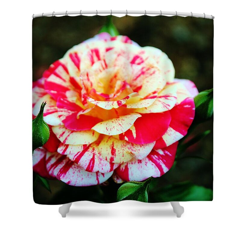 Bi Color Shower Curtain featuring the photograph Two Colored Rose by Cynthia Guinn