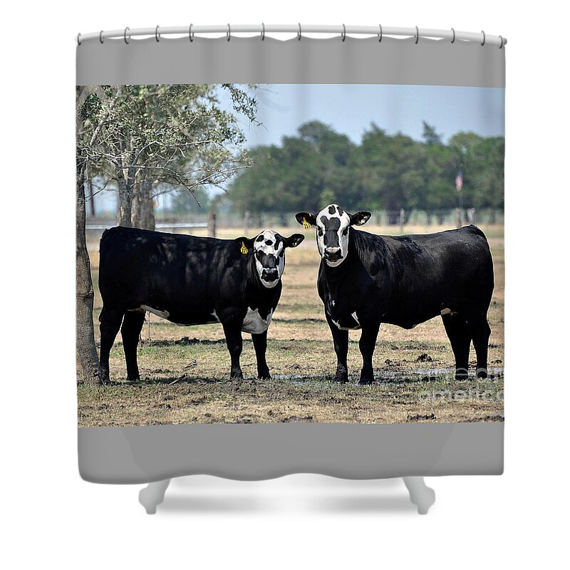 Cows Shower Curtain featuring the photograph Two Cows by Savannah Gibbs