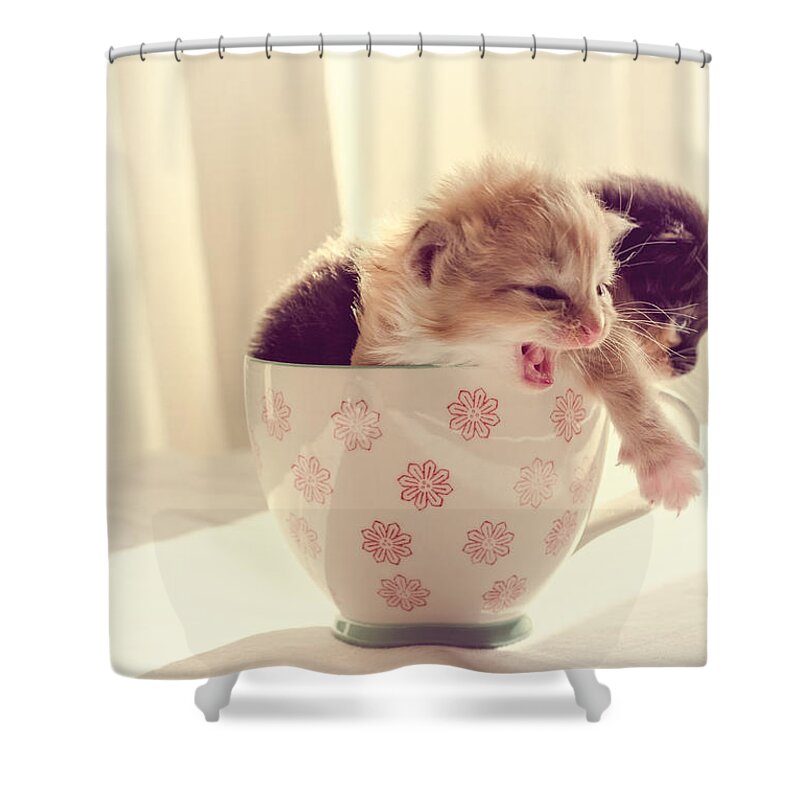 Two Shower Curtain featuring the photograph Two Cute Kittens in a Cup by Spikey Mouse Photography