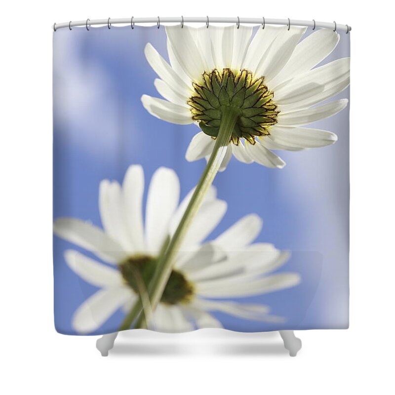 Asteraceae Shower Curtain featuring the photograph Two daisies by Ulrich Kunst And Bettina Scheidulin