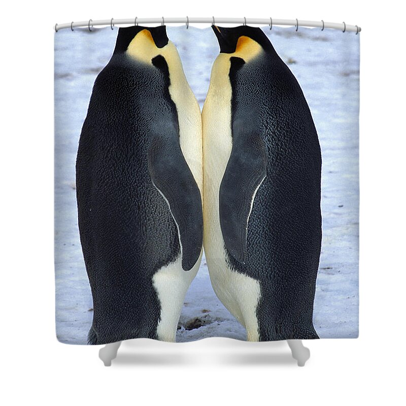 Feb0514 Shower Curtain featuring the photograph Two Emperor Penguins Face To Face by Colin Monteath