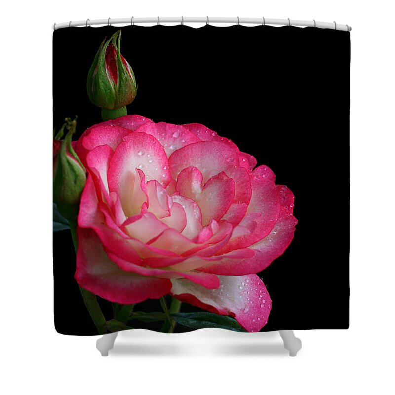 Rose Shower Curtain featuring the photograph Buddies #4 by Doug Norkum