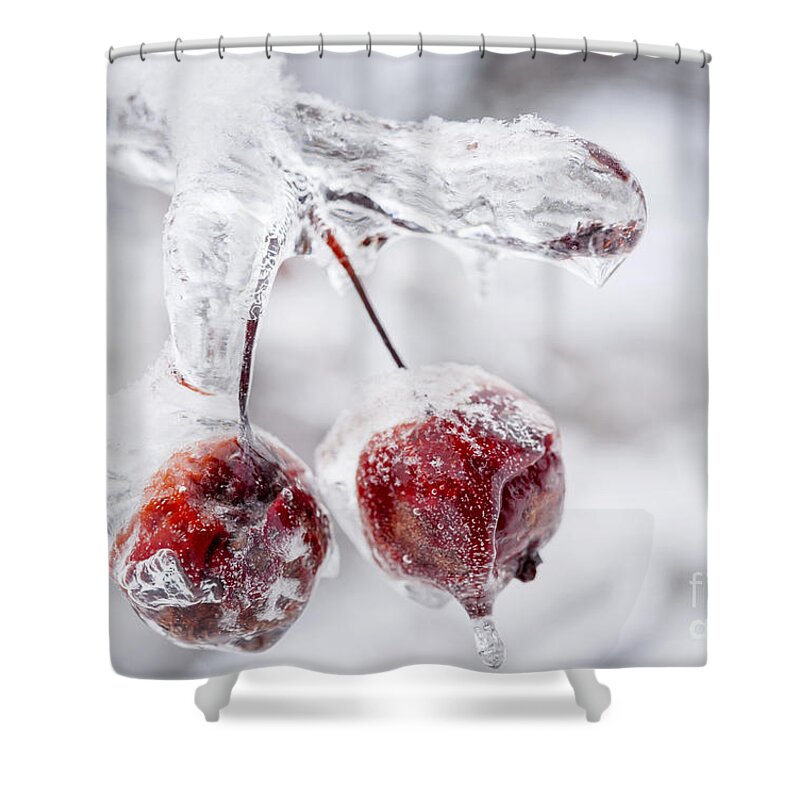 Crabapples Shower Curtain featuring the photograph Two frozen crab apples by Elena Elisseeva