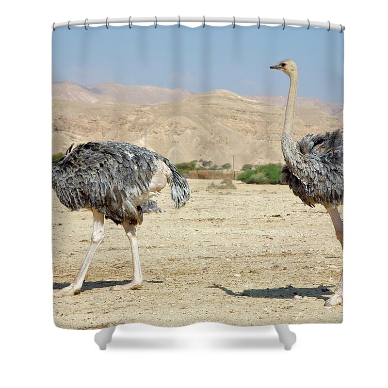 Eilat Shower Curtain featuring the photograph Two Grey Ostriches Moving Along In by Barry Winiker