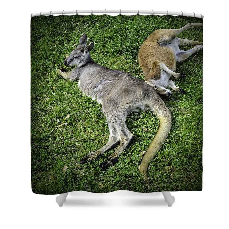 Kangaroo Shower Curtain featuring the photograph Two Lazy Kangaroos lying down by LeeAnn McLaneGoetz McLaneGoetzStudioLLCcom