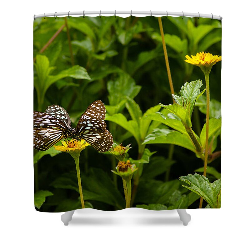 Blue Tiger Shower Curtain featuring the photograph Two on one - Butterfly - Blue Tiger by SAURAVphoto Online Store