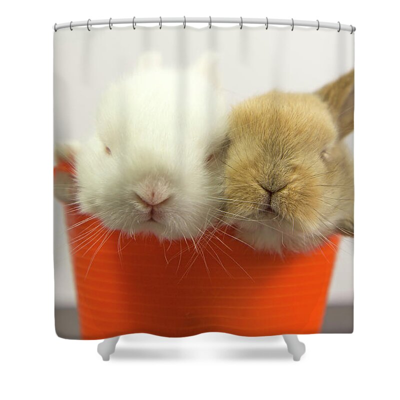 Pets Shower Curtain featuring the photograph Two Rabbits Inside A Basket by Fernando Trabanco Fotografía