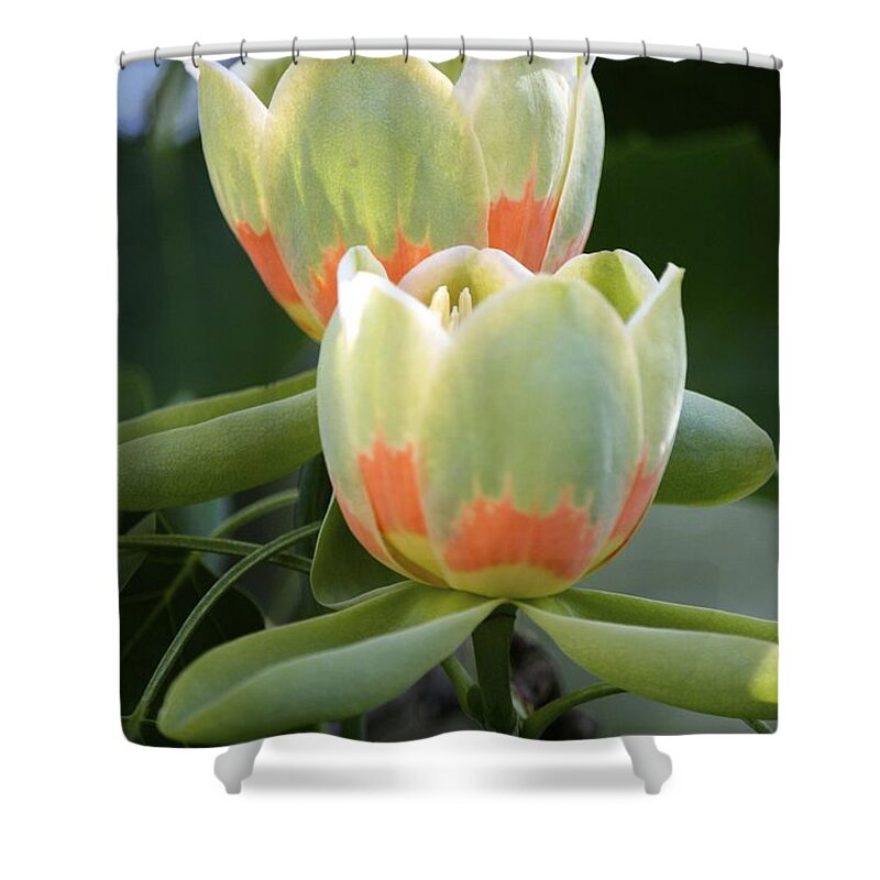 Tulip Tree Shower Curtain featuring the photograph Two tulips by Jim Gillen