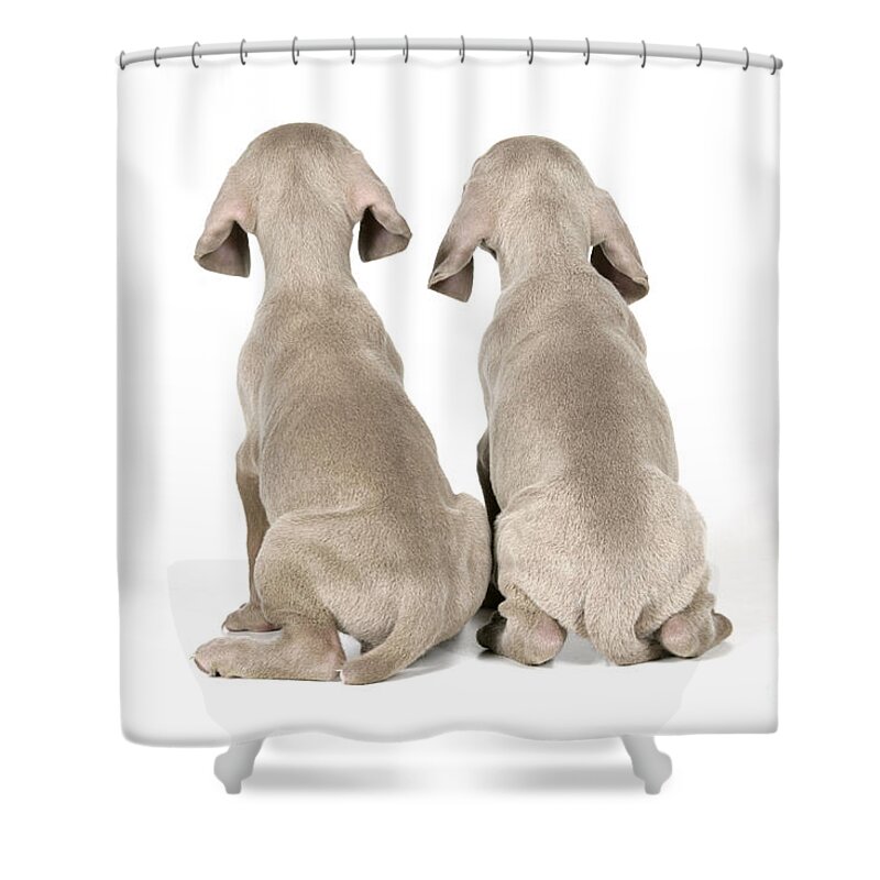 Dog Shower Curtain featuring the photograph Two Weimaraner Puppies by John Daniels