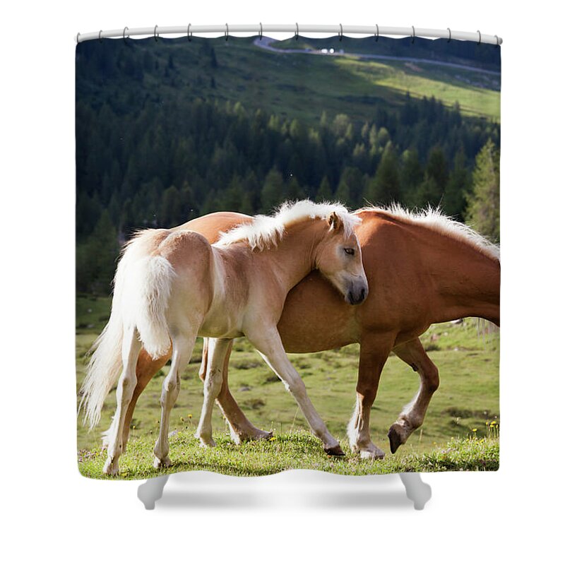 Horse Shower Curtain featuring the photograph Two Wild Horses In A Mountain Valley In by Matteo Colombo