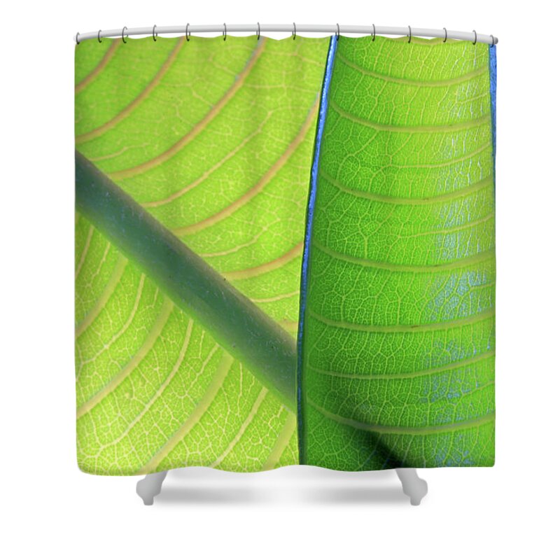 Tropical Tree Shower Curtain featuring the photograph Two Young Plumeria Leaves Backlit Shows by Zen Rial