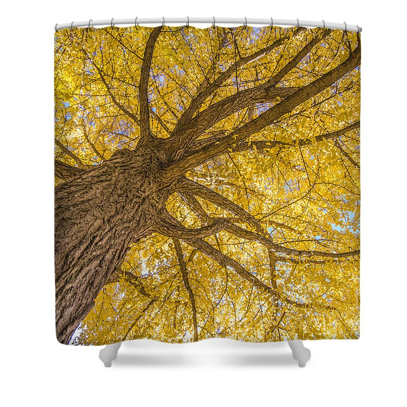 Autumn Shower Curtain featuring the photograph Under The Autumn Tree by David Haskett II
