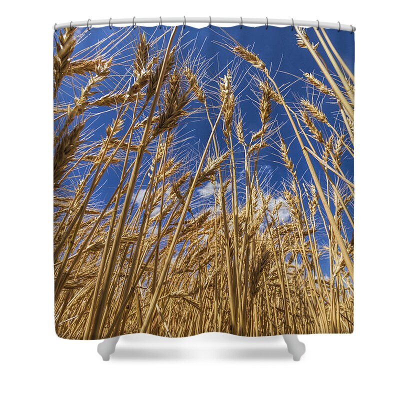 Kansas Shower Curtain featuring the photograph Under the Wheat by Rob Graham