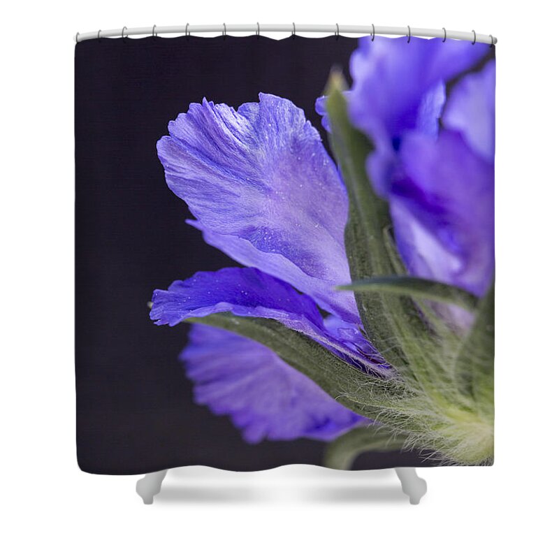 Scabiosa Shower Curtain featuring the photograph Underneath by Caitlyn Grasso