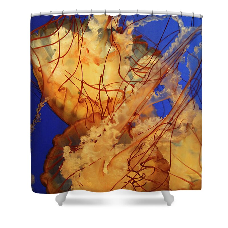 Jelly Fish Shower Curtain featuring the photograph Underwater Friends - Jelly Fish By Diana Sainz by Diana Raquel Sainz