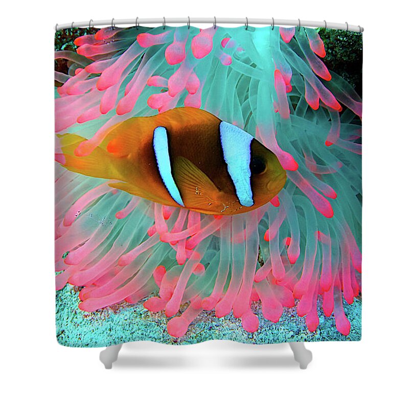 Underwater Shower Curtain featuring the photograph Underwater Photography Of Clown Fish by Vincent Pommeyrol