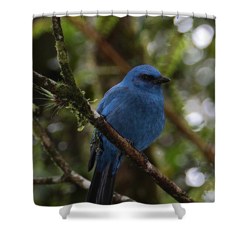 Jay Shower Curtain featuring the photograph Unicolored Jay by Bruce J Robinson