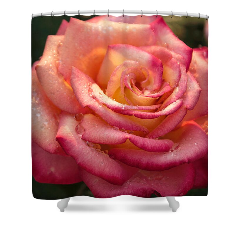 Rose Shower Curtain featuring the photograph Unique by Arlene Carmel