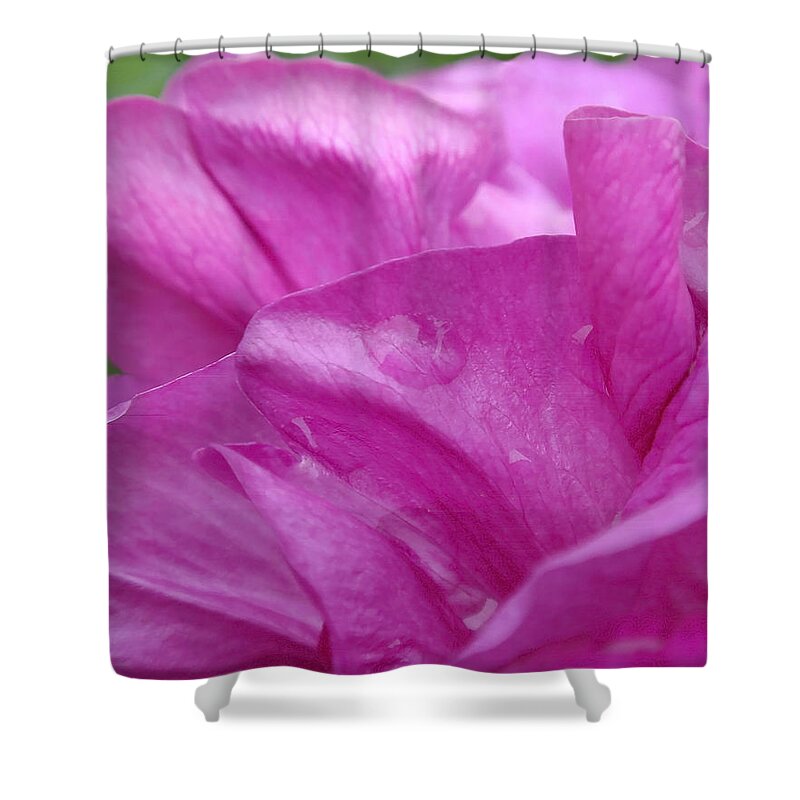 Rose Shower Curtain featuring the photograph Up Close by Rona Black