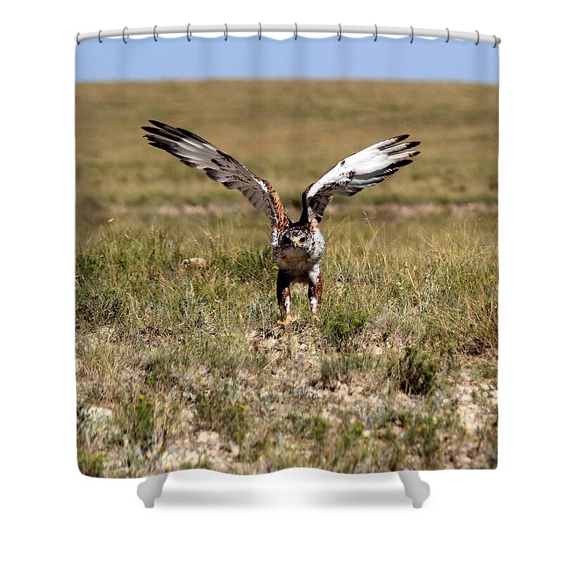 Hawk Shower Curtain featuring the photograph Up Up And Away by Shane Bechler