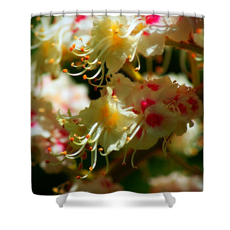 Flowering Chestnut Tree Shower Curtain featuring the photograph Uplifting by Anita Braconnier