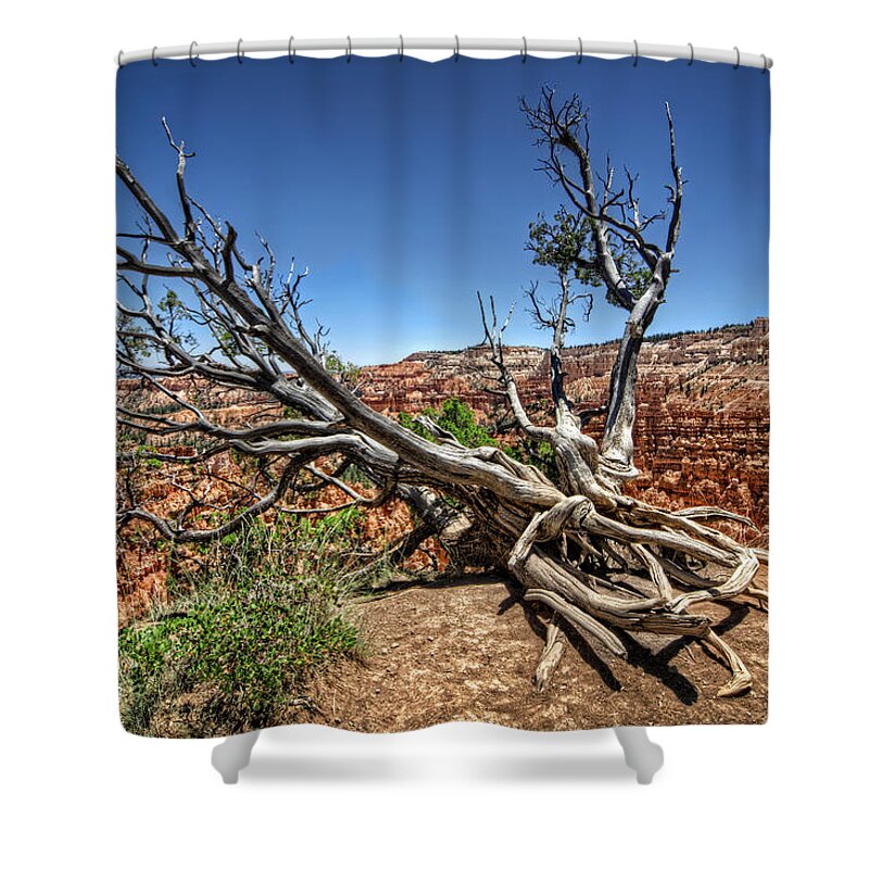 Tree Shower Curtain featuring the photograph Uprooted - Bryce Canyon by Tammy Wetzel