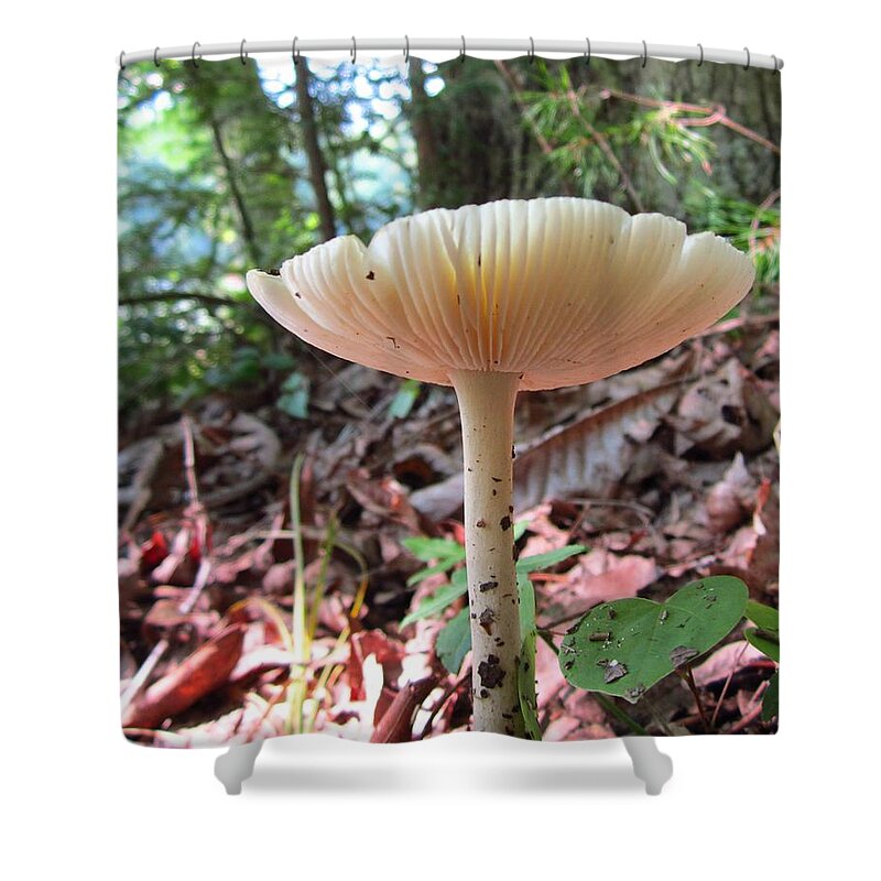 Mushroom Shower Curtain featuring the photograph Upshot by Cynthia Clark