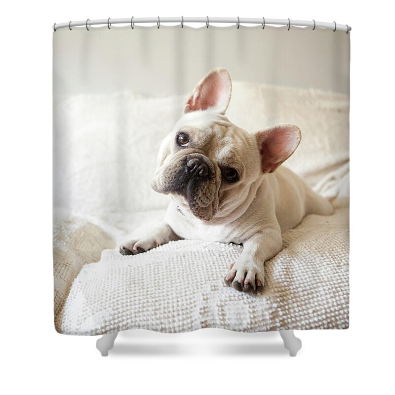 Animal Themes Shower Curtain featuring the photograph Usa, New York State, New York City by Tetra Images - Jessica Peterson