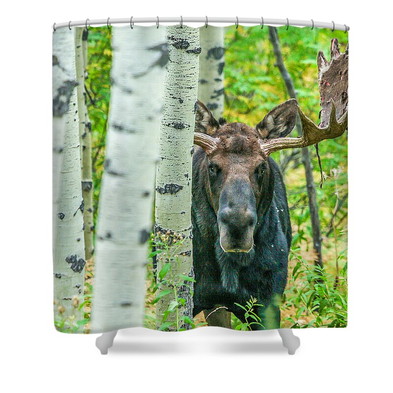 Moose Shower Curtain featuring the photograph Vagabond Saddle by Kevin Dietrich
